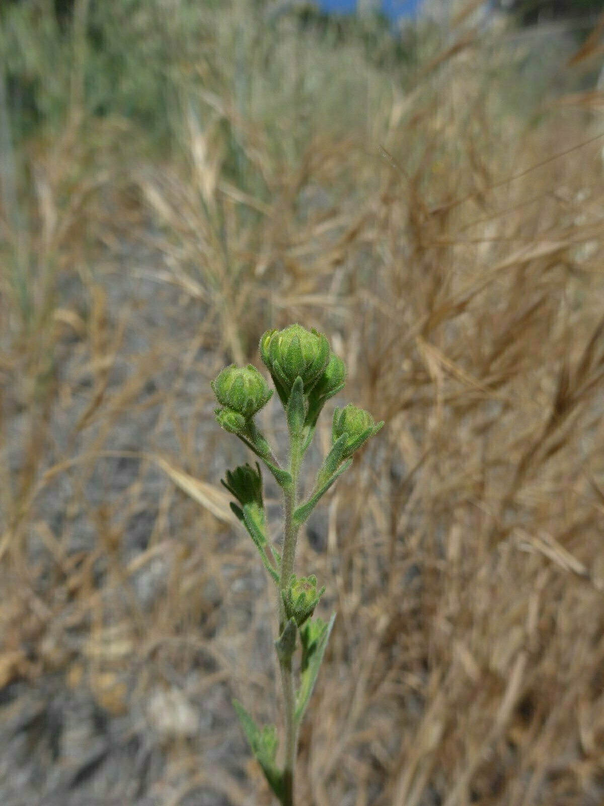 High Resolution Hemizonia congesta luzulifolia Bud